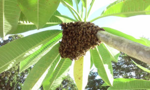 Bee_hive_in_palm_7_13_2016