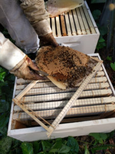 Bee_hive_on_side_of_house_7_24_2016_pix2