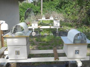 Current Bee Yard