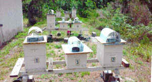 May 2016 apiary view