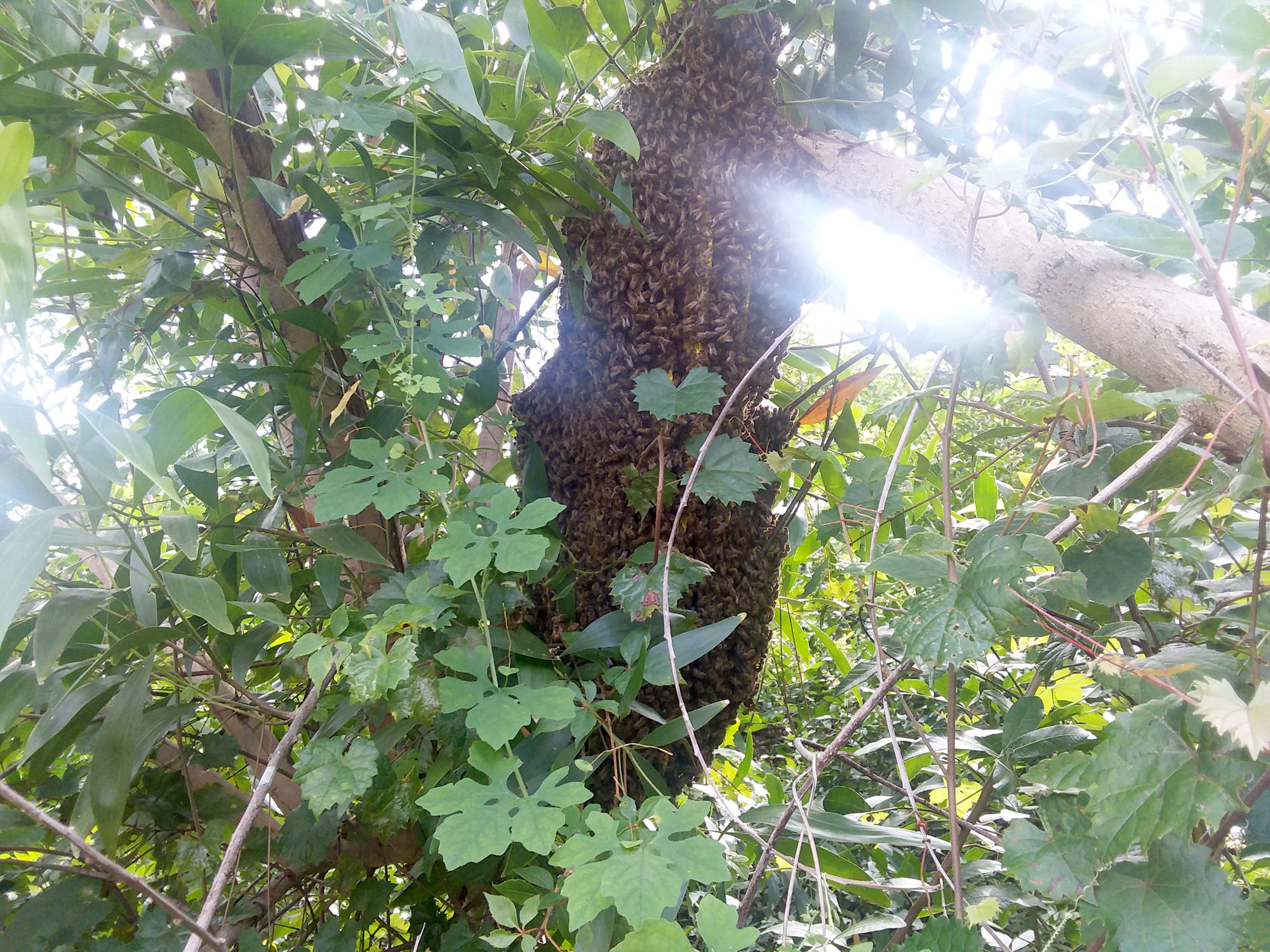 Good size hive in tree behind our apiary.
