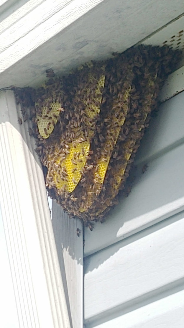 hive_removed_from_soffit_Impatiens_Ct_Bonita_1 | NaplesBees.com