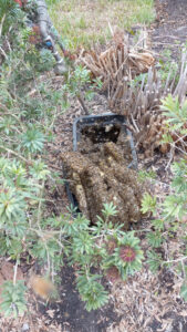 Opening the water meter revealed a large hive with comb filling all available space. Click on picture for a larger view.